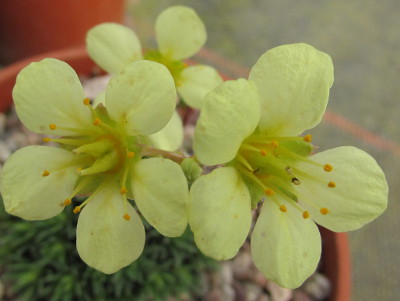 Saxifraga 'Primrose Dame'